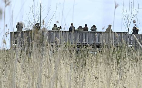 Lintuharrastajat tarkkailivat lintuja Espoossa Maarin lintutornissa lauantaina 6. toukokuuta .