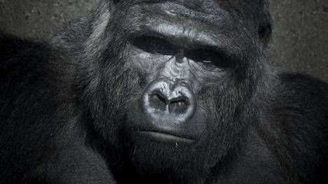 Poikasia hoitava gorillauros saa jopa viisi kertaa enemmän jälkeläisiä Ruandan sumuisilla vuorilla