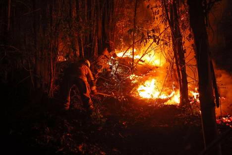 A forest fire was extinguished on Saturday in Purén.