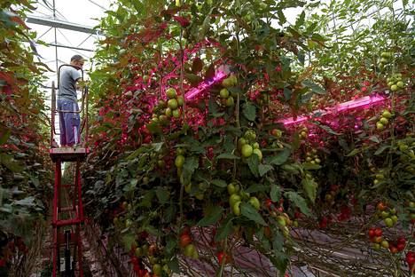 Tomaatinpoimija työssään kasvihuoneessa Hollannin Somerenissa lähellä Eindhovenia. Useat hollantilaiset tuoretuotteiden viejät ovat varoittaneet, että eivät pysty viemään tuotteitaan nykyiseen tahtiin.