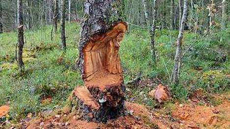Puun kaataminen oli jäänyt kesken Keravan puolella, lähellä Vantaan rajaa. Puusta oli irrottettu pahka.