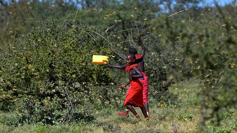 YK:n ruoka- ja maatalousjärjestön mukaan heinäsirkkaparvet ovat ”ennenkokematon uhka ruokaturvalle ja ihmisten toimeentulolle” erityisesti Etiopiassa, Keniassa ja Somaliassa. Kuva on otettu tammikuussa kenialaisessa Larisoron kylässä.
