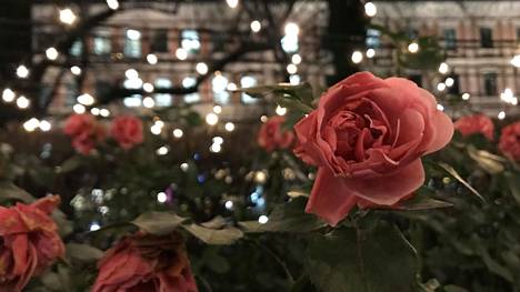 HS Helsinki: Ruusut kukkivat keskellä marraskuista Esplanadia – ”Poloiset luulevat, että talvi meni”