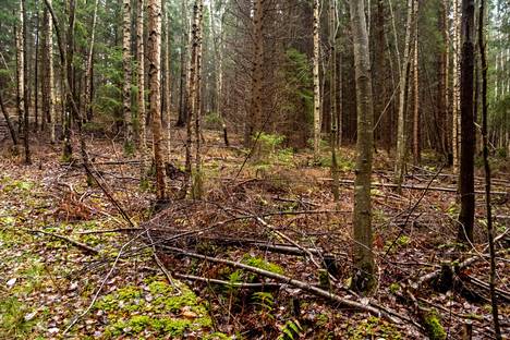 Tuusulan kunta luopui suunnitelmastaan tehdä hakkuita maillaan Tuomalan metsässä.