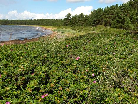 Kurtturuusut ehtivät vallata Hangossa valtavia alueita. Kuva on Furuvikin luonnonsuojelualueelta vuonna 2007. Ruusu on pääosin saatu raivattua alueelta ja uhanalainen meriotakilokki on palannut sinne.