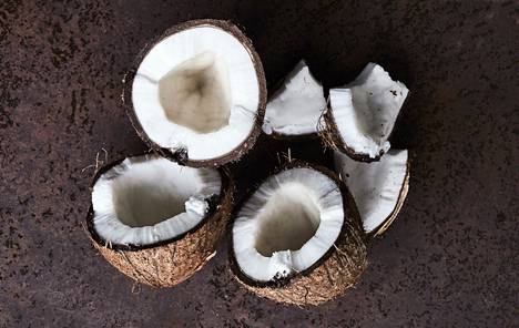 The hard shell protects the coconut when it eventually falls to the ground.