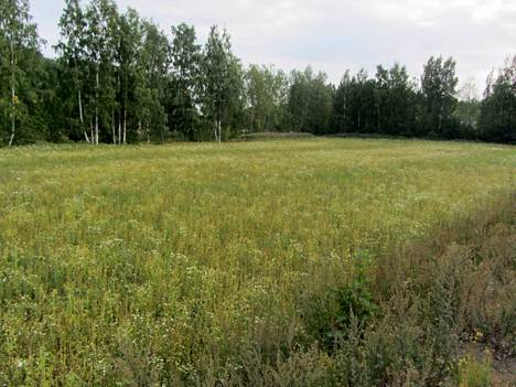 Espoon Rastaspuistossa sijaitsevan Pekka Hautalan auringonkukkapelto on surullinen näky. ”Ei siellä montaa piippaa auringonkukkia tällä hetkellä ole”, hän kertoo.