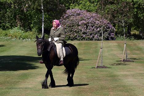 Kuningatar Elisabet ratsastamassa vuonna 2020 Lontoossa 14-vuotiaalla fellponilla. Päällään kuningattarella on jakku, pitkät housut ja vaaleanpunainen huivi. 