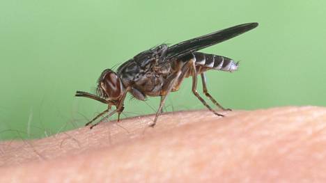 Tsetsekärpäset levittävät loisia ja voivat aiheuttaa tuhoisia epidemioita.