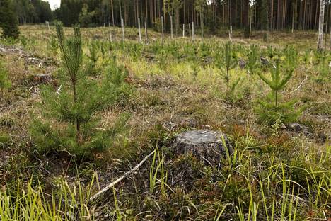 Metsäteollisuuden osuus Suomen koko tavaraviennin arvosta oli tammi–elokuussa 20 prosenttia. 