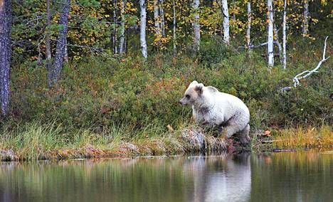 A white bear was seen in Kuhmo in 2020.