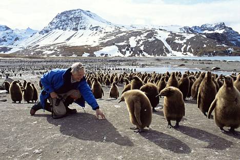 Sir David Attenborough seurusteli Etelämantereen ihmeet -sarjassa pingviinien kanssa vuonna 1993.