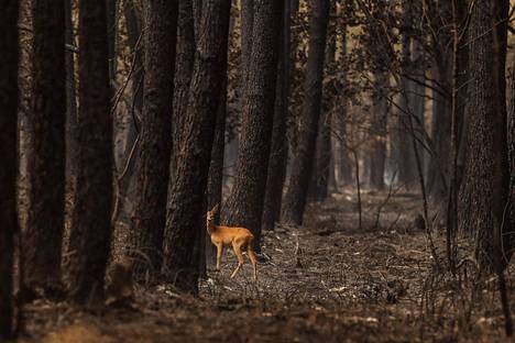 Other EU countries are also expected to increase forest sinks.  A goat stopped in a forest that experienced a wildfire in the Gironde department in southwestern France in August 2022.