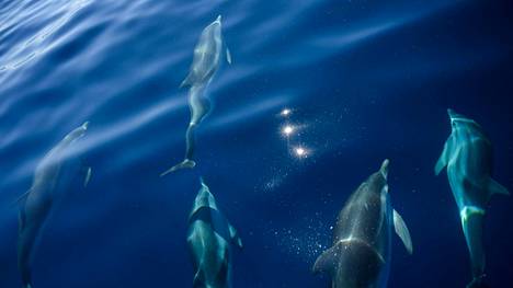 Eläimet | Färsaaret aikoo tarkastaa delfiinien pyyntiä koskevat säädöksensä 1 400 delfiinin surmaamisen jälkeen: ”Otamme tämän asian todella vakavasti”