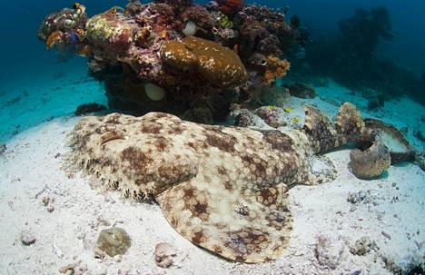 Dernjatin photographed a spotted bearded shark relaxing on the bottom during a dive in West Papua in 2014. In situations where the shark in question has been known to bite, a person has tried to grab it, come very close, or accidentally stepped on it.