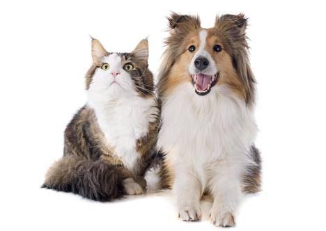 Mikä erottaa koira- ja kissaihmisiä? Tämä laaja tiedeartikkeli kertoo, onko koira  kissaa parempi ja miksi nämä kaksi eläintä jakavat ihmisiä - Tiede 