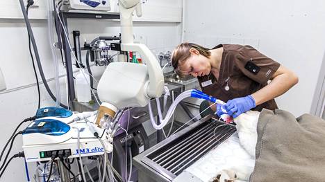 Jotkut eläinten hoidossa käytettävät laitteet sopivat suoraan ihmistenkin hoitoon. Klinikkaeläinhoitaja Mervi Pohtila hoitaa koiraa eläinsairaala Mevetissä.