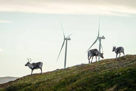 Poroja vaeltelemassa tuuliturbiinien lähistöllä Fosenin niemimaalla Norjassa lokakuussa 2020.