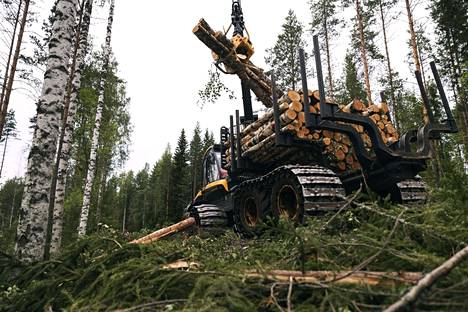 OECD:n mukaan metsätalous uhkaa Suomen luonnon monimuotoisuutta.