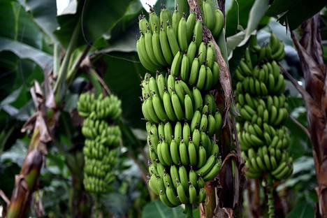 Banaaneja kasvihuoneessa Turkin Anamurissa viime joulukuussa.