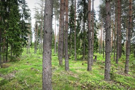 Komission on määrä julkistaa valmis metsästrategia 20. heinäkuuta.