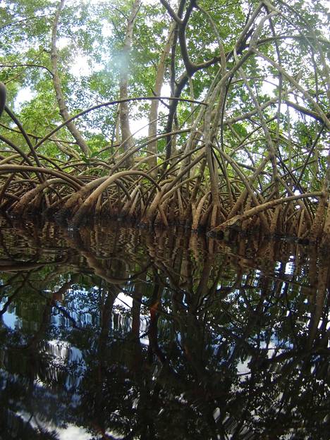 Jättibakteeri löytyi näytteistä, joita kerättiin mangrovemetsiköiden alta Guadeloupessa.