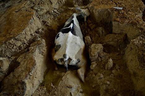 Lehmä hautautui mutaan maanjäristyksessä pienessä Demirkoprun kylässä Turkin Hatayssa.