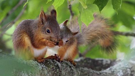 Nyt on niin kuuma, että oravat läähättävät apaattisina ja linnut jähmettyvät paikoilleen – Eläintenhoitaja kehottaa viemään pihoille vesikippoja