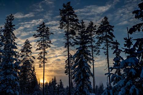 Metsien hakkuutavoilla on ollut vaikutusta siihen, että puuston kasvu Suomen metsissä on alentunut.
