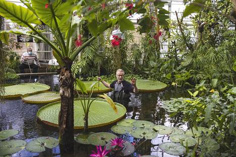 Turun yliopiston kasvitieteellisen puutarhan biologi Janne Aho vetää jalkaan kahluuhousut ja marssii altaaseen poistamaan bambukepillä pohjalevää. Jotta lummealtaan vesi pysyisi kirkkaana uusille kaloille, se vaatii hoitoa ja huolenpitoa tekniikan lisäksi myös ihmisiltä.