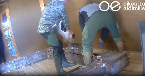 Oikeutta eläimille -järjestön luolakoirien testaamisesta kuvaamalla salavideolla näkyy kuinka koiria laitetaan taistelutilanteisiin kettujen kanssa.
