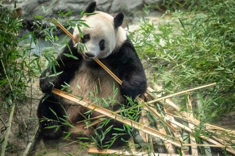 Isopandanaaras Xiang Xiang mutusteli bambua Uenon eläintarhassa ennen paluumatkaansa Kiinaan.
