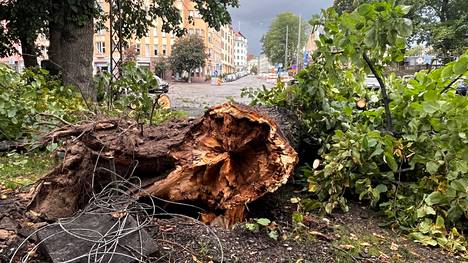 Myrsky kaatoi puun Museokadulla.