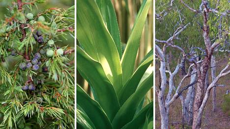 Kataja, palmu Pandanus candelabrum ja eukalyptus kertovat kukin tavallaan maaperän rikkauksista.