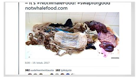 Twitterissä liikkuu kuva muoviläjästä, joka löytyi Normandian rannikolle ajautuneen lahtivalaan vatsasta.
