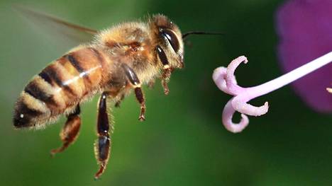 Mehiläiset ovat vähentyneet maailmassa – Uuden tutkimuksen mukaan kasvintorjunta-aine glyfosaatti voi olla kuolemaksi mehiläisille