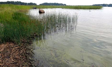 Suomen rannikkovesiin päätyvä, kesäisiä sinileväkukintoja voimistava fosforikuormitus on yhä korkea. Sinilevää Laajasalon rannassa Helsingissä heinäkuussa 2011.