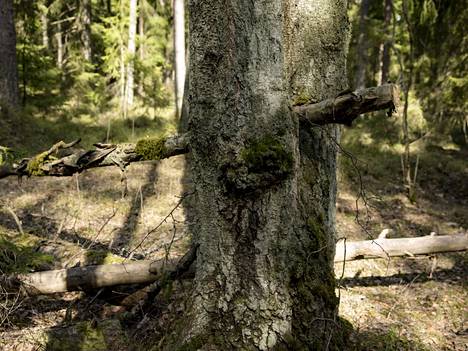 Blåbärkärrsbergenin luonnonsuojelualue on osa laajempaa Tolkin metsää.