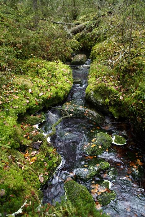 The stream meandered through the forest in Pirkanmaa Kuru's Riuttaskorve. The immediate environment of streams is protected by the Forest Act. The Water Act could protect the streams themselves, which could force them to be taken into account in, for example, construction projects and drainage.