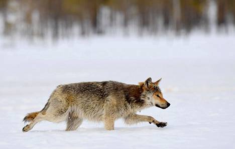 Erittäin uhanalaiseksi luokiteltu susi on Suomessa rauhoitettu, ja sen metsästäminen on sallittu ainoastaan poikkeusluvalla. 