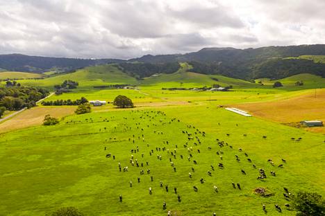 Karjaa laitumella Australian Uuden Etelä-Walesin osavaltiossa.