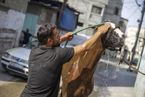 Palestiinalainen mies viilentää hevosta Gazassa, jossa voi olla hyvin lämmintä.