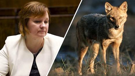 Sakaali saapui Suomeen, asiantuntijan mukaan kansanedustaja kehotti  metsästäjiä luonnonsuojelurikokseen - Kotimaa 