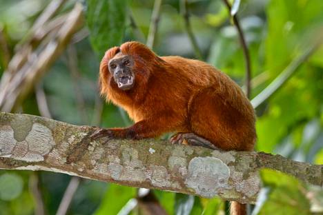 Uhanalainen kultaleijona-apina elää Brasilian rannikkosademetsässä.