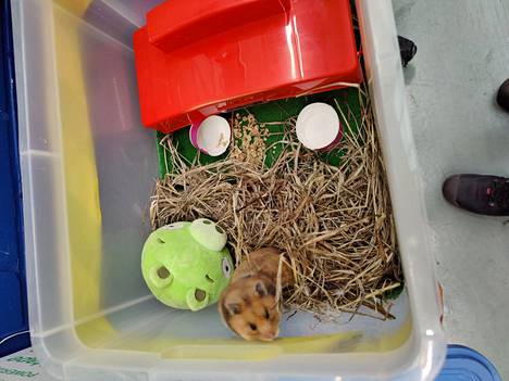 Keräyslaatikosta pelastettu hamsteri odottaa uutta kotia väliaikaisessa hoitopaikassa.