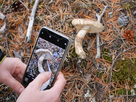 Suomessa kasvaa yhteensä noin 2000 sienilajia, joten tunnistukseen tarvitaan usein apuvälineitä.