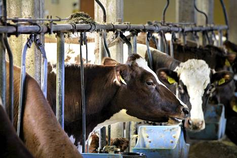 Lehmät söivät Elimäkeläisessä parsinavetassa vuonna 2011.