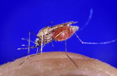 Anopheles-sukuun kuuluvat naarashyttyset levittävät malariaa. Uusi tutkimus kertoo, että tietty mikrosporidi suojaa osaa hyttysistä malarialoisilta.