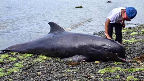 Mauritius | Mauritiuksen rannoilta löytyi 18 kuollutta delfiiniä, kuolinsyytä ei tiedetä