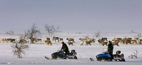 Poronhoitajat paimentavat kelkoilla porotokkaansa, joka syö jäkälää lumen alta Enontekiön Nälkävaarassa. Kuva vuodelta 2006.